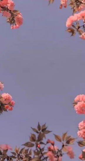 Aesthetic-flower-for-CT-walls.png