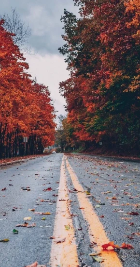 Autumn-67_720_1280