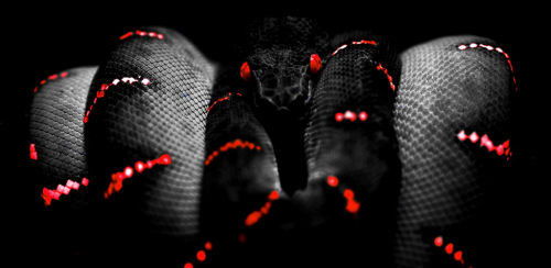holoblack