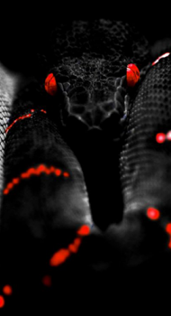 holoblack